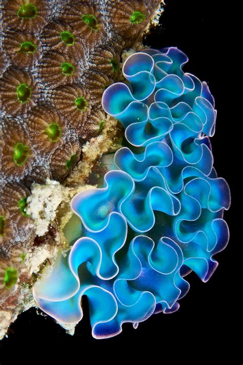 Marine life free coral green coral beautiful coral. Underwater Photographer Stan Bysshe's Gallery: Contest ...