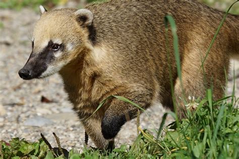 Whats A Coati A Cool Cousin Of The Raccoon Effective Wildlife