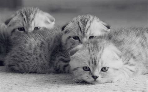 Kittens Kitten Cat Cats Baby Cute S Wallpapers Hd