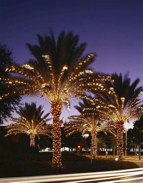 Outdoor Christmas Lights Decoration Ideas Home To Z Christmas Palm