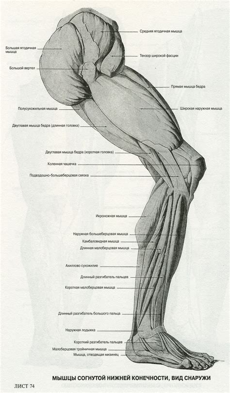 Zbrush Anatomy Leg Anatomy Human Anatomy Drawing Human Body Anatomy