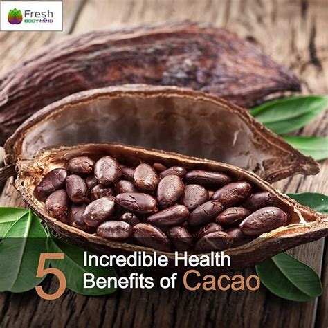 5 Incredible Health Benefits Of Cacao Fresh Body Mind