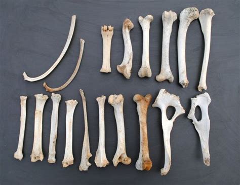 Animal Bones Skull And Bones Bones