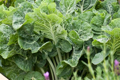 How to plant precision seeders reduce seed use by 40 to 70 percent and produce more uniform stands that require little thinning and are better weed competitors. Exotic Herbs and Plants in Mao Naga Cuisine - Part I