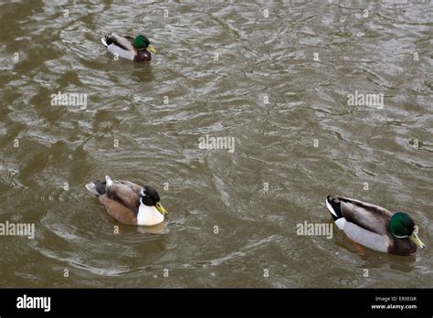 White Mallard Duck High Resolution Stock Photography And Images Alamy
