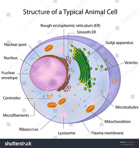 Check spelling or type a new query. Typical Cell Labeled Stock Illustration 112395266 ...
