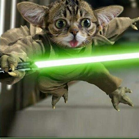 Yoda Bub Kitty Cat Memes Cute Animals Cute Animal Pictures