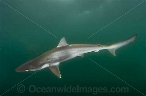 Pigeye Shark