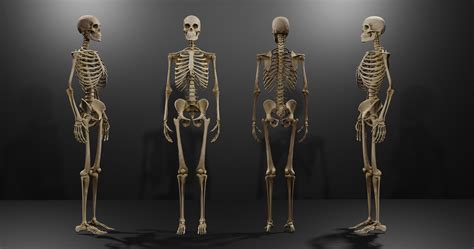 3d Model Realistic Human Skeleton Caucasian Male Vr Ar Low Poly