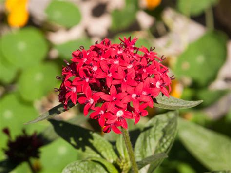 A Bunch Of Small Red Flowers Photograph By Ashish Agarwal Fine Art