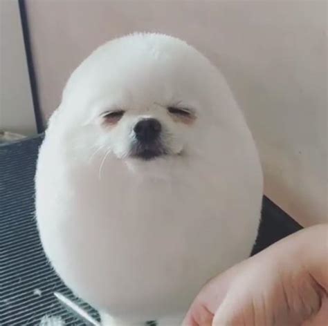 Singaporean Groomer Shaped This Doggos Fur Into An Egg And Now Its