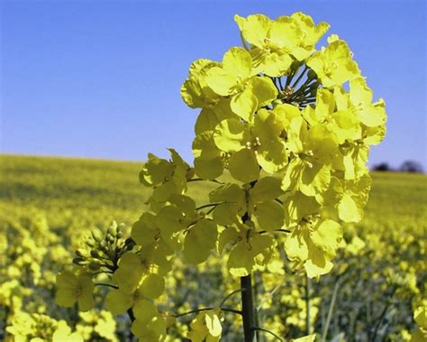 Blend in boiling water and beat. Price dynamics for rapeseed oil in Germany at the ...