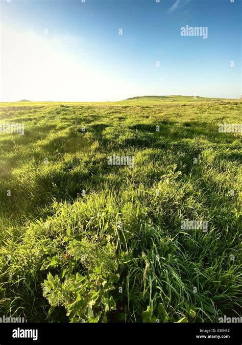 A Green Grassland Field Lighted By A Bright Sunlight Stock Photo Alamy