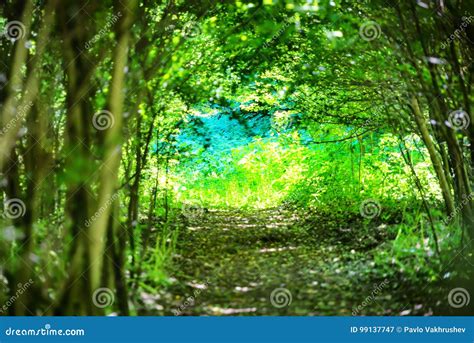 Magical Forest With Path To The Light Stock Image Image Of Branch