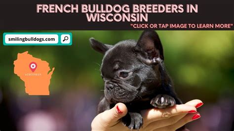Also, be sure to check the french bulldog dog breeder listings in our dog breeder directory, which feature upcoming dog litter announcements and current puppies for sale for that dog breeder. 5 Best French Bulldog Breeders In Wisconsin! (Reviews ...