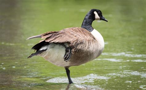 Canada Goose Standing One Foot Ottawa River Stock Photos Free