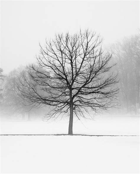 Winter Landscape Photography Vanilla Dream Black And White Tree