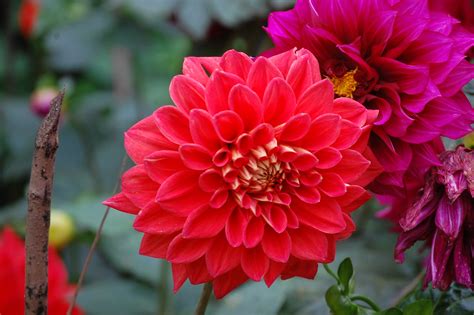 High Resolution Photo Of Red Dahlia Flower In Nature Hd Wallpapers