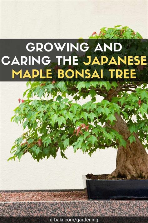 Growing And Caring The Japanese Maple Bonsai Tree Artofit
