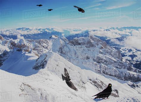 Five Birds Flying Over Snowcapped Mountains Mount Santis Switzerland