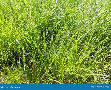 Uncut Lawn Green Lush Grass On The Lawn Stock Photo Image Of