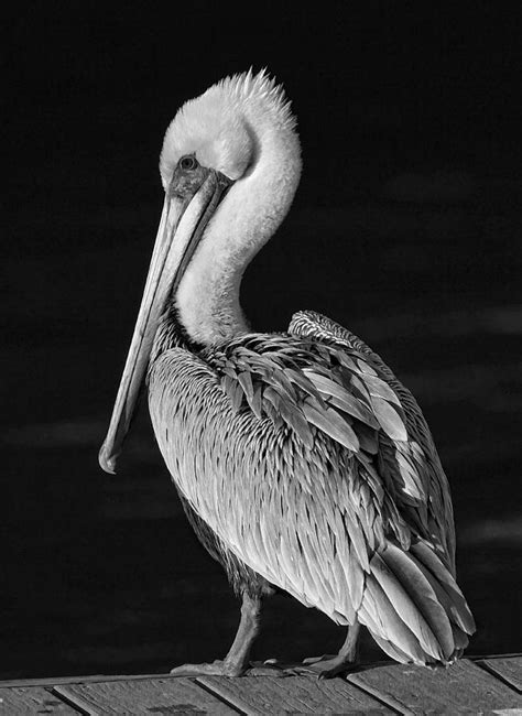 Pelican Portrait Black And White Photograph By Hh