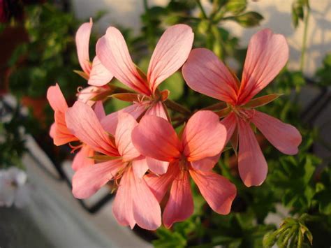 Ivy Geranium Mini Cascade Pink Mihaeladima