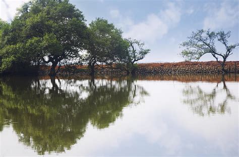 Trees Reflected In The Water Photograph By Arman Zhenikeyev Pixels