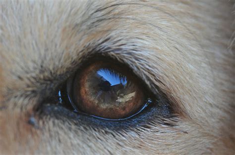 My First Upload Dogs Eyes Are Cool Looking Imgur