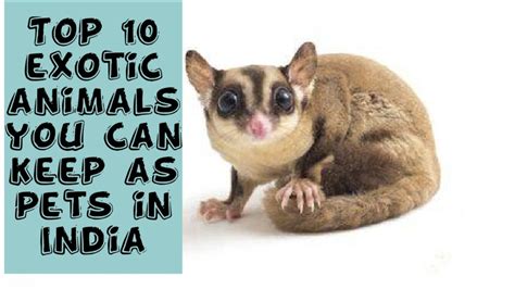 The indian penal code, 1860, though it has no specific provision relating to wildlife, defines the term animal in section 47 and declares maiming, killing of the list contains the animals that cannot be had as pets. Top 10 exotic animals that you can keep as pets in India ...