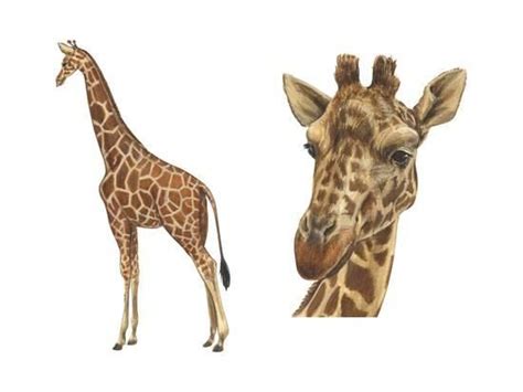 Reticulated Giraffe Giraffa Reticulata Mammals Posters