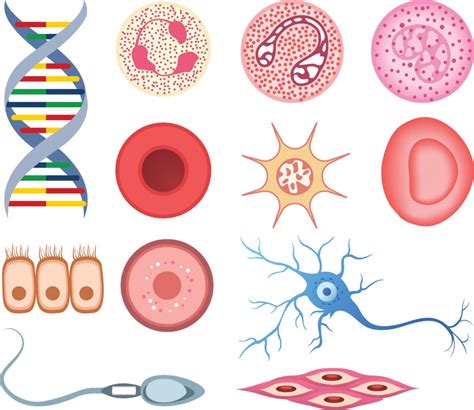 Human Cells