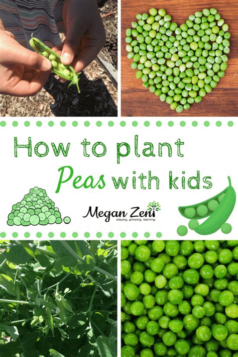 Top Tips For How To Plant Peas With Kids In Bc