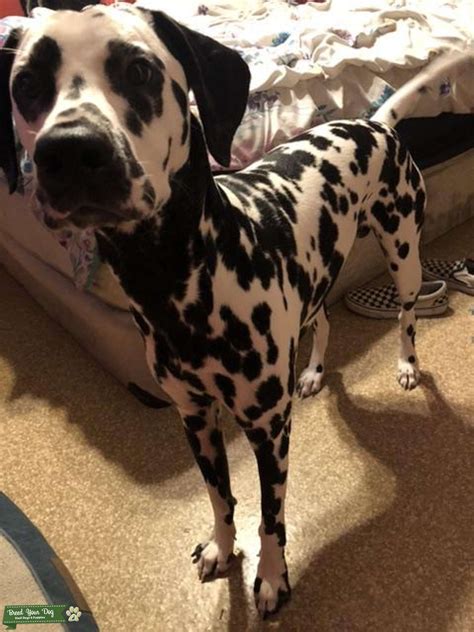 Dalmatian Stud Stud Dog In Texas The United States Breed Your Dog