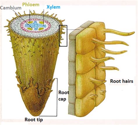 They could also measure the surface area of each of the roots with string to demonstrate how the hairs increase the area available for the uptake of water and minerals. Root hairs and water uptake by plants - Biology Notes for ...