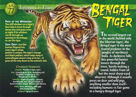 Image Bengal Tiger Front Wierd Nwild Creatures Wiki Fandom