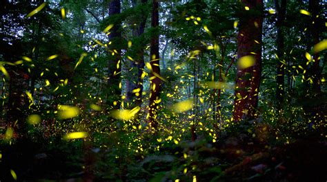 Synchronous Fireflies Light Up The Smoky Mountains
