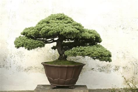 Bonsai Tree Meaning And Symbolism About Bonsai