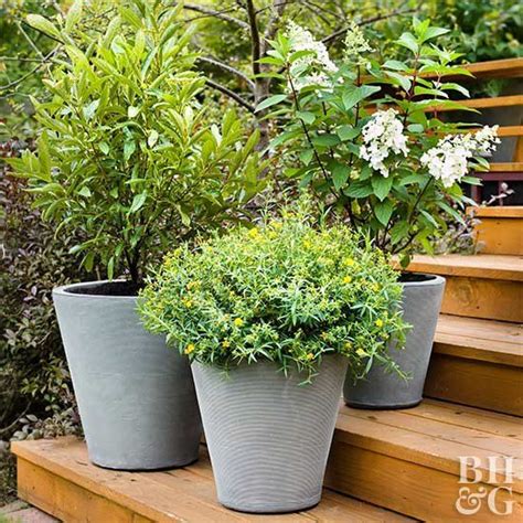 Make An Impact With These Container Shrubs Garden Shrubs Container