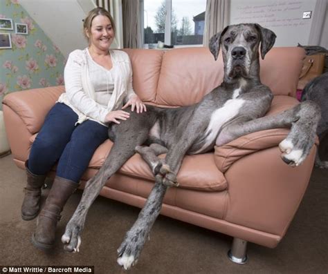 Meet Freddy 7ft 1in 11st And Still Growing The Great Dane Whos So