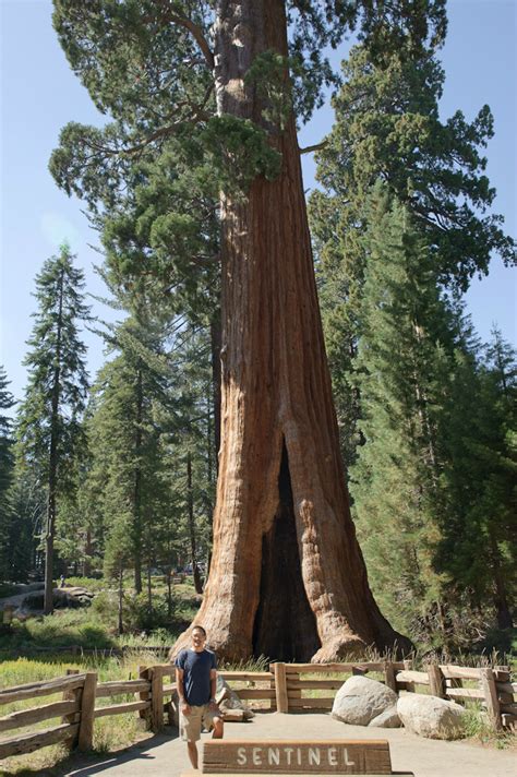 Whitekoi Giant Sequoia And Yosemite National Park