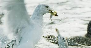 Seagulls and Guillemots Working Together to Fish | BBC Earth