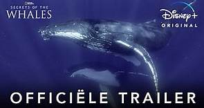 Secrets of the Whales | Officiële Trailer | Disney+ NL