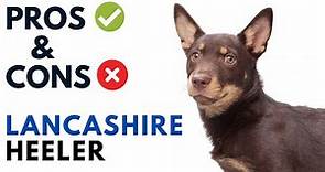 Lancashire Heeler Pros and Cons | Lancashire Heeler Dog Advantages and Disadvantages