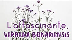 L'affascinante Verbena bonariensis