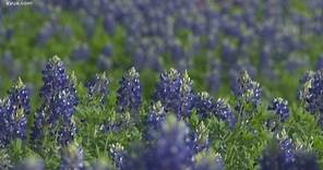 Here's how to plant bluebonnets at home