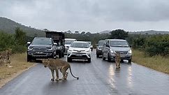 Lions Stop Traffic in Kruger National Park