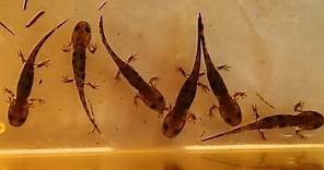How to care for Salamander and Newt Larvae and what to feed them