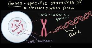 Chromosomes and genes