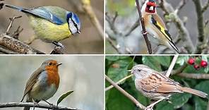 UK Garden Bird Identification Guide - Bird Names and Songs